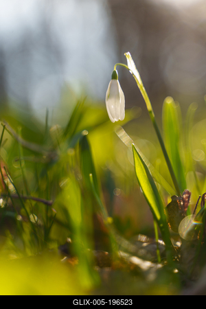 Galanthus nivalis, the snowdrop or common snowdrop in the forest-stock-foto