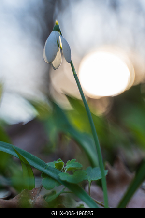 Galanthus nivalis, the snowdrop or common snowdrop in the forest-stock-foto