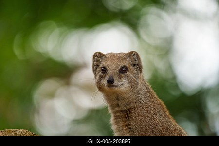 smal mongoose watching in a zoo-stock-foto
