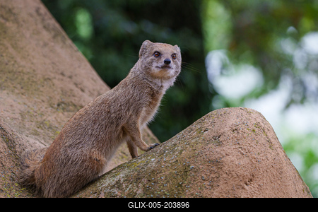 smal mongoose watching in a zoo-stock-foto
