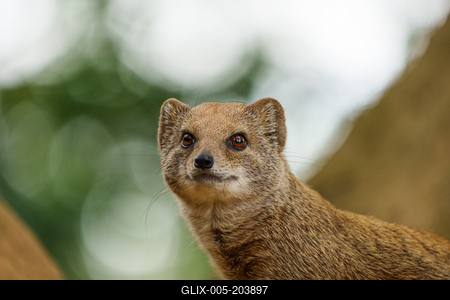 smal mongoose watching in a zoo-stock-foto