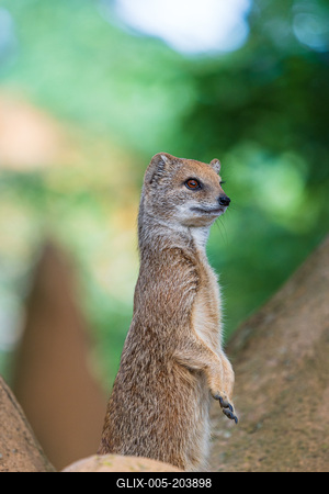 smal mongoose watching in a zoo-stock-foto