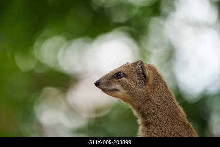 smal mongoose watching in a zoo-stock-foto
