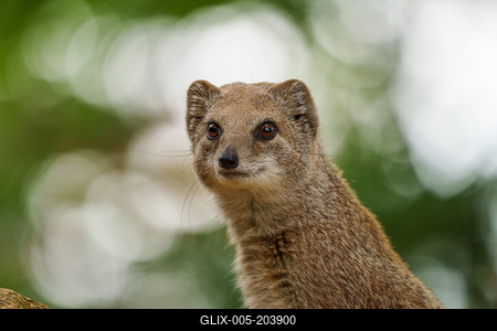 smal mongoose watching in a zoo-stock-foto