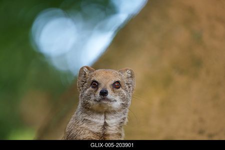 smal mongoose watching in a zoo-stock-foto