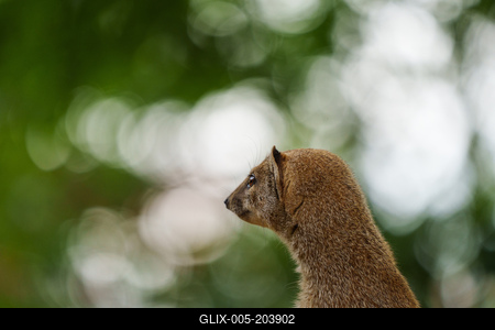 smal mongoose watching in a zoo-stock-foto