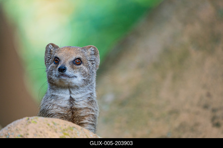 smal mongoose watching in a zoo-stock-foto