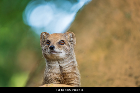 smal mongoose watching in a zoo-stock-foto