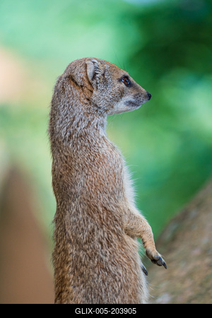 smal mongoose watching in a zoo-stock-foto