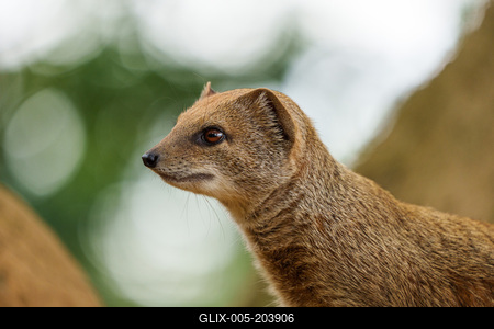 smal mongoose watching in a zoo-stock-foto
