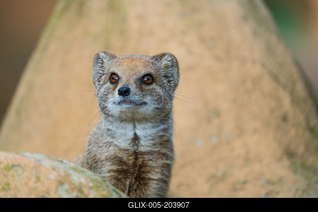 smal mongoose watching in a zoo-stock-foto