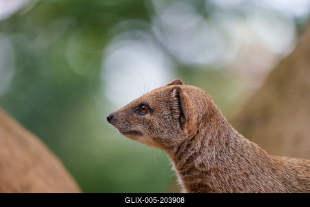 smal mongoose watching in a zoo-stock-foto