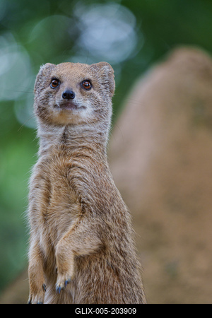smal mongoose watching in a zoo-stock-foto