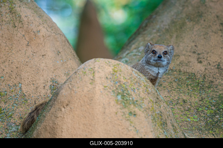 smal mongoose watching in a zoo-stock-foto