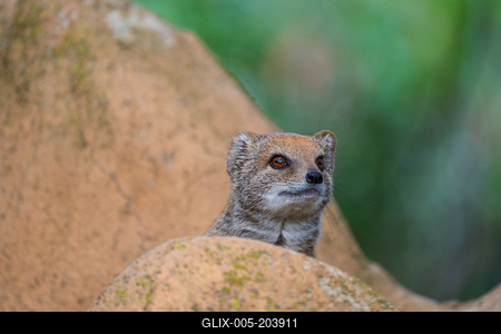 smal mongoose watching in a zoo-stock-foto