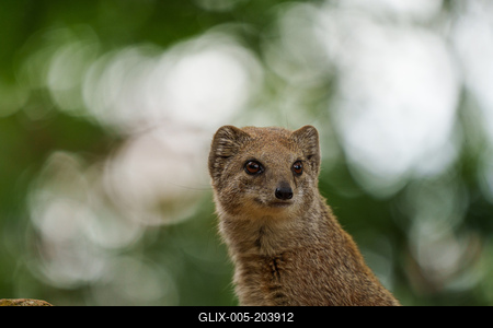 smal mongoose watching in a zoo-stock-foto