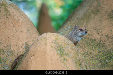smal mongoose watching in a zoo-stock-foto