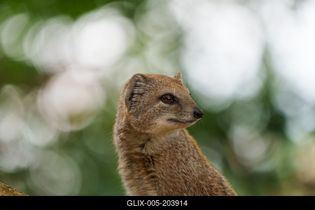 smal mongoose watching in a zoo-stock-foto
