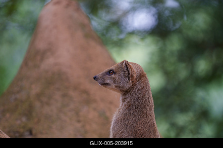 smal mongoose watching in a zoo-stock-foto