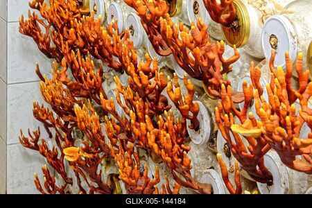 Ganoderma lucidum vagy Pecsétviaszgombák nőnek a befőttes üvegből-stock-foto