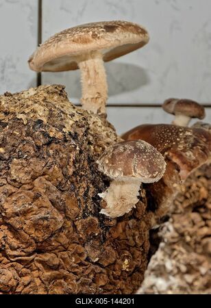Shiitake gomba-stock-foto