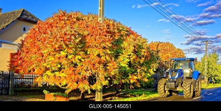Traktor a Szombathelyi úton egy Ecetfa, Rhus hirta, őszi színei, előtt, Panyolán-stock-foto