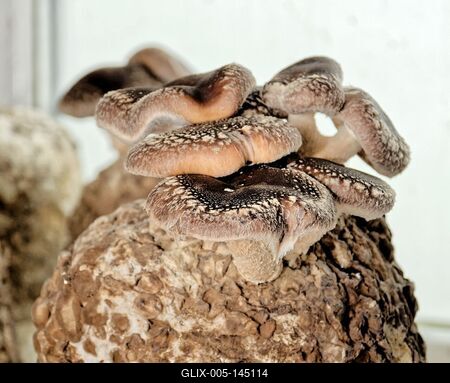 Shiitake gomba-stock-foto
