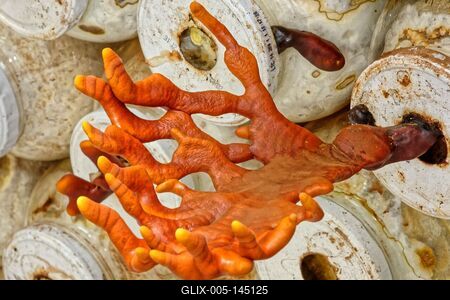 Ganoderma biogombák-stock-foto