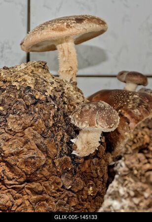 Shiitake gomba-stock-foto
