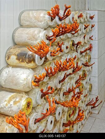 Ganoderma biogombák-stock-foto