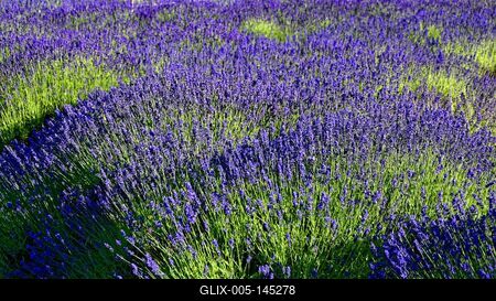 Pannonhalmi levendulás-stock-foto