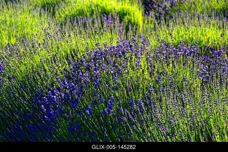 Pannonhalmi levendulás-stock-foto