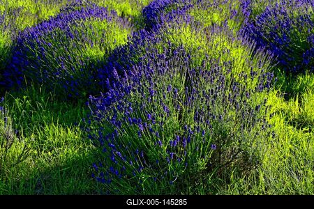 Pannonhalmi levendulás-stock-foto