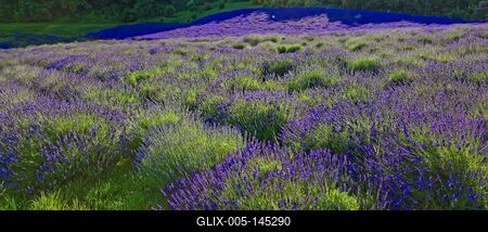 Pannonhalmi levendulás-stock-foto