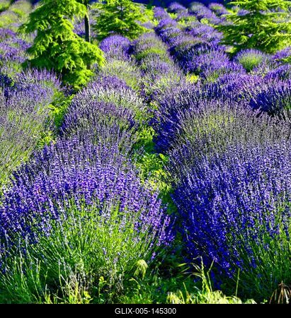 Pannonhalmi levendulás-stock-foto