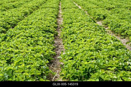 "Szedd magad" eper-stock-foto
