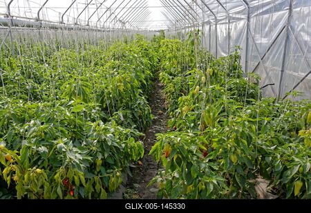 Fóliás zöldségtermesztés Hajdúnánásosn-stock-foto