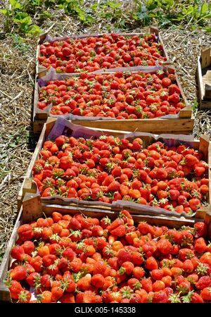 "Szedd magad" eper-stock-foto