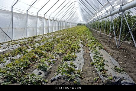 Fóliás eper Hajdúnánásosn-stock-foto