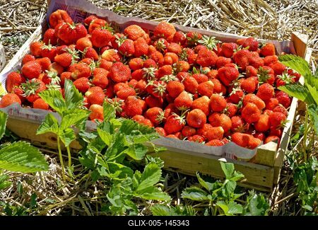 "Szedd magad" eper-stock-foto