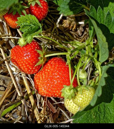 "Szedd magad" eper-stock-foto