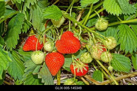 "Szedd magad" eper-stock-foto