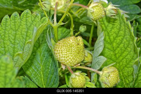 "Szedd magad" eper-stock-foto