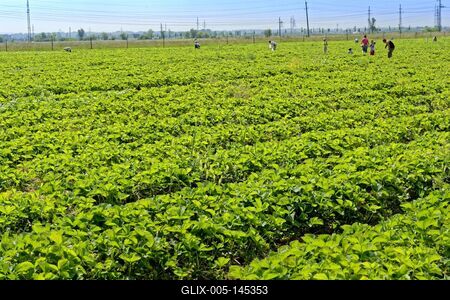 "Szedd magad" eper-stock-foto