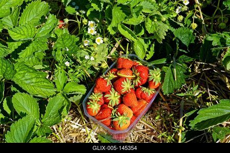 "Szedd magad" eper-stock-foto