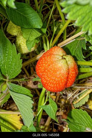"Szedd magad" eper-stock-foto