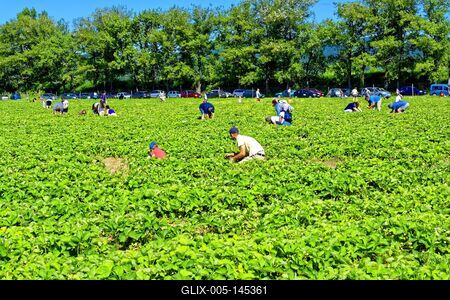 "Szedd magad" eper-stock-foto