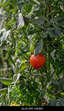 Fóliás zöldségtermesztés Hajdúnánásosn-stock-foto