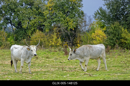 Magyar szürke szarvasmarhák a legelőn, Panyolában-stock-foto