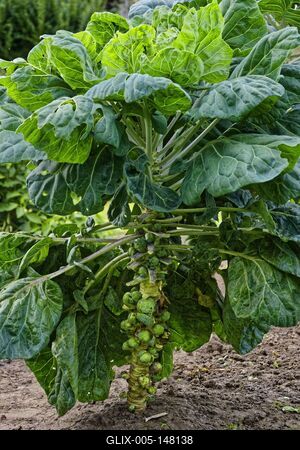 Kelbimbó, Brassica oleracea convar, oleracea var, gemmifera, egy panyolai kertben-stock-foto